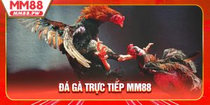 Đá Gà Trực Tiếp - Sân Chơi Cá Cược Kịch Tính Hàng Đầu