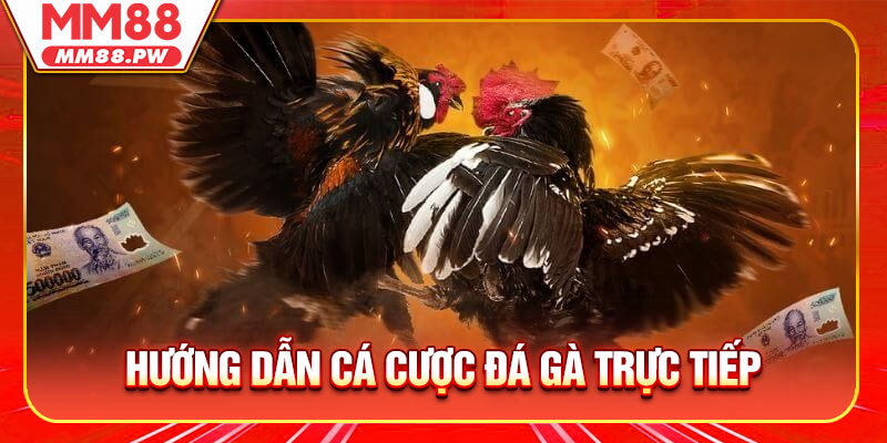 Hướng dẫn các bước cá cược đá gà trực tiếp